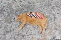 ファスナー3つ口