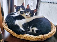 仲良し兄妹（左から）ミアちゃん、ダダくん（画像提供：マグルの猫さん）