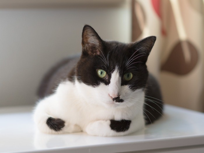 「この家具の上は夏でもひんやり涼しくて、おなかを付けていると気持ちがいいんだ」（小林写函撮影）