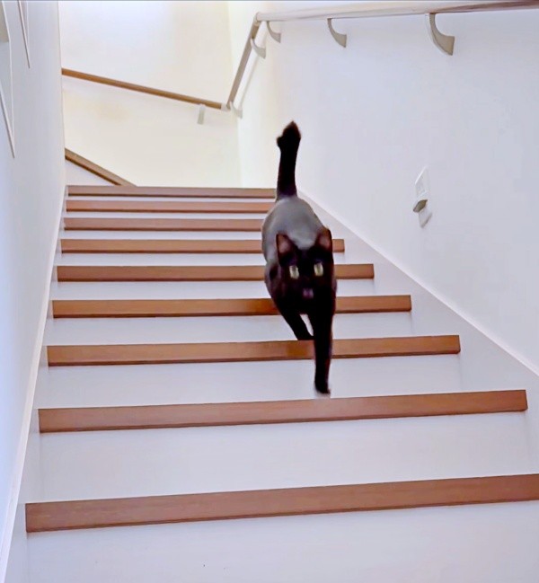 「（グルグル）…ニャーーン！」と鳴きながら階段をおりるポルちゃん（画像提供：つんさん）