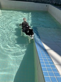 プールで泳ぐラニちゃん（提供：LANI♡LEA🐺さん）