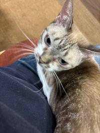 パパさんのお膝のうえでまったり（画像提供：なごみ庵さん）