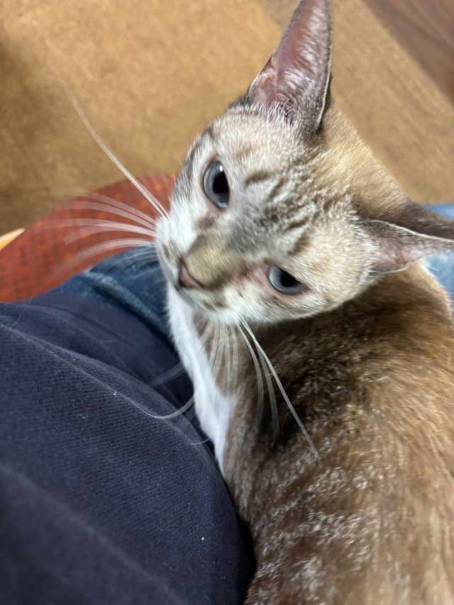 パパさんのお膝のうえでまったり（画像提供：なごみ庵さん）