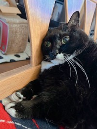 おめめが綺麗に輝くソプラノくん（提供：刻ぐるたさん）