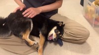 お友達にお尻を撫でて欲しくて甘えるごまちゃん（提供：豆柴ごま娘さん）