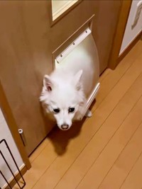 ペットドアから顔をのぞかせるスノちゃん（画像提供：いのさん）