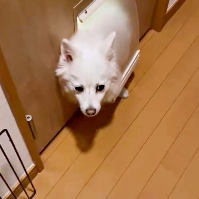 ペットドアから顔をのぞかせるスノちゃん（画像提供：いのさん）
