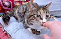 1日1回、飼い主さんに甘えるすずめちゃん（画像提供：コハク8号のお店屋さん）