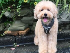 濡れるの苦手じゃなかった？　トイプー「CoCo」、ドッグランのタライで大はしゃぎ