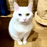 オッドアイがカッコいいイケニャンになったぷぅくん（画像提供：masaru--menさん）