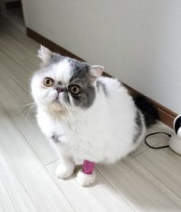 3日間の日帰り入院時は何をしていても、気づくと涙が出てくるような状態だった