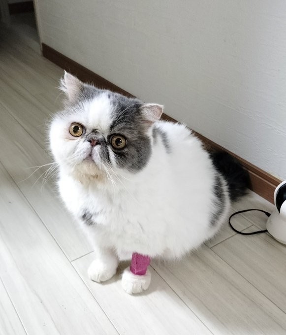 3日間の日帰り入院時は何をしていても、気づくと涙が出てくるような状態だった