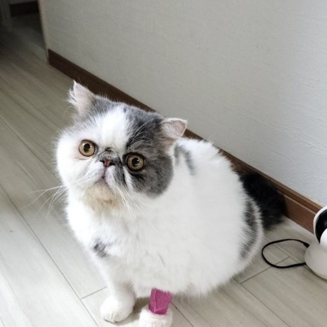 3日間の日帰り入院時は何をしていても、気づくと涙が出てくるような状態だった