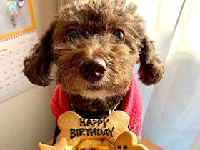 ９歳になったよ！お誕生日にパチリ　トイプードルの「モコ」
