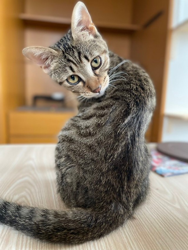 おうちに来て3カ月ほど経つとふっくらしたはーちゃん（画像提供：寿々さん）