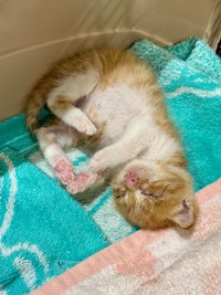 保護されて2日目に再診で来られた子猫チャン。お腹がポンポンです。たまらないかわいさ！目ヤニだらけでもかわいい！