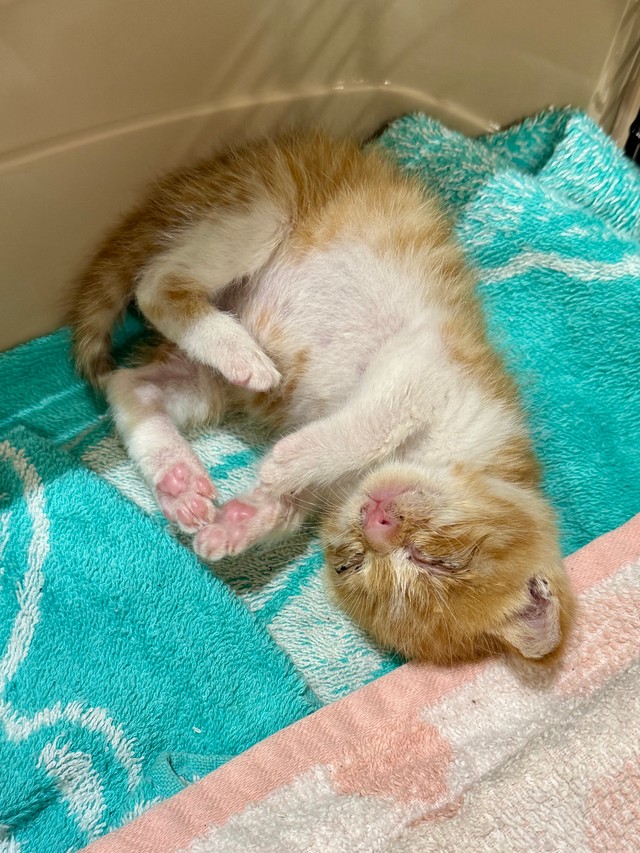 保護されて2日目に再診で来られた子猫チャン。お腹がポンポンです。たまらないかわいさ！目ヤニだらけでもかわいい！