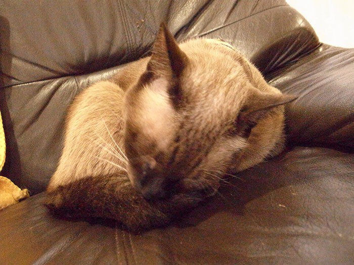 雨の日は、暇だにゃあ～