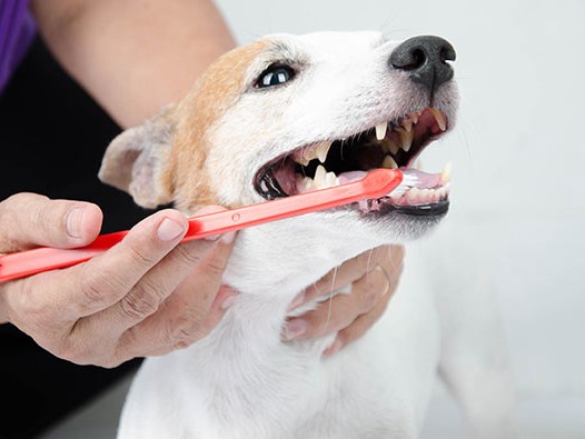 気をつけたい犬の現代病　愛犬の口腔ケア、できていますか？