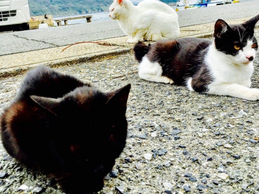 野良猫との理想の関係は…　九州の「相島」、妙な距離感