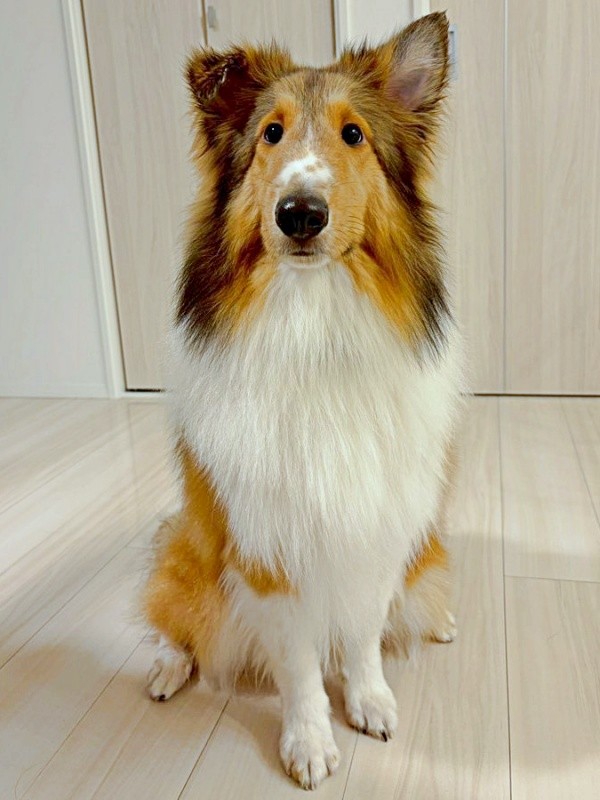 ドライヤーで乾かして、ふわふわになったベルカくん（画像提供：ジト目のベルっち シェルティさん）