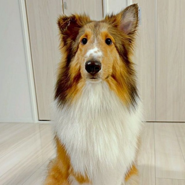 ドライヤーで乾かして、ふわふわになったベルカくん（画像提供：ジト目のベルっち シェルティさん）