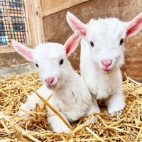 産まれて間もない子やぎさんたち（提供：やぎミルク専門店プティ・シェーヴル🐐さん）