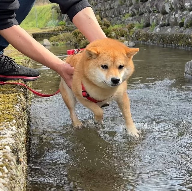 のんちゃんが一生懸命カキカキする姿に「上手！！」と、ネットで声援が飛び交った（豆柴あさのんさん提供、Instagramよりキャプチャ撮影）