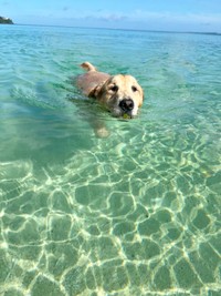 海で泳ぐハリーくん（画像提供：ハリーさん）