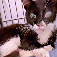 退院後、飼い主さんの家に迎えられた桜猫ちゃん（画像提供：アズエスミさん）