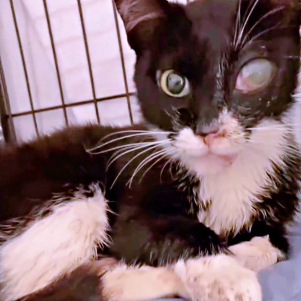 退院後、飼い主さんの家に迎えられた桜猫ちゃん（画像提供：アズエスミさん）