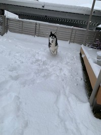 雪の中を駆け回るラニちゃん（提供：LANI♡LEA🐺さん）