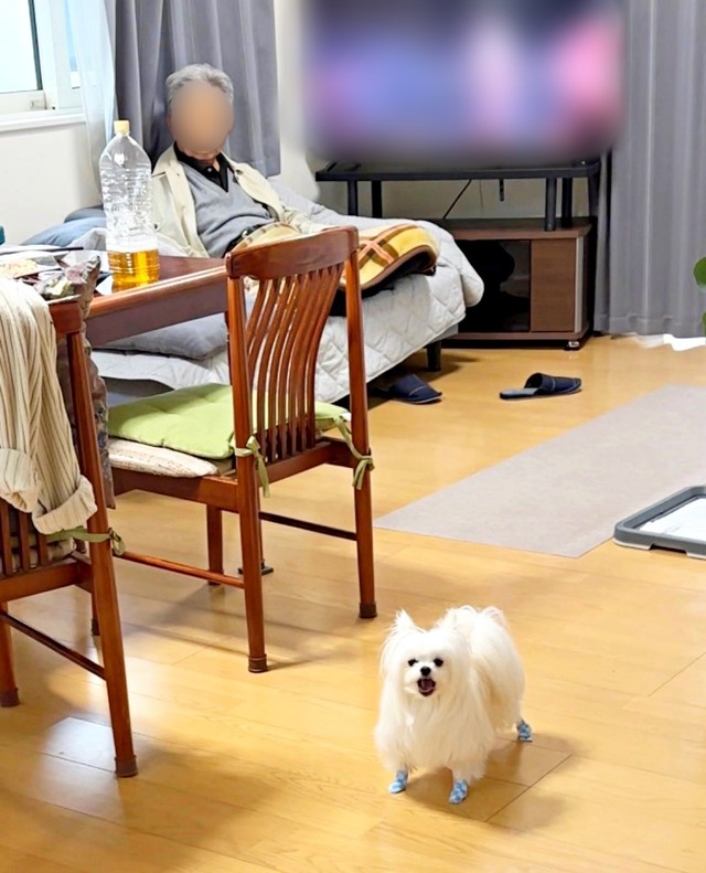 前回の帰省で仲良くなったのに、すっかり忘れてしまったかわいーぬちゃん（画像提供：かわいーぬさん）