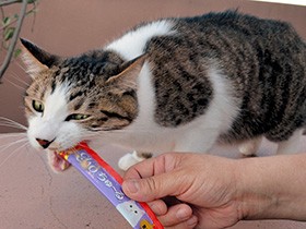 猫と猫好きを虜にする「ちゅ～る」　ヒットの裏に社長の思いつき