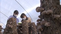 定住さんの原木シイタケは香川県などのスーパーで購入できる