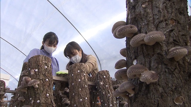 定住さんの原木シイタケは香川県などのスーパーで購入できる