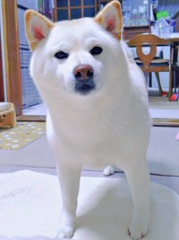 「カモメ眉」もチャームポイントのひとつ（画像提供：白柴犬はるさん）