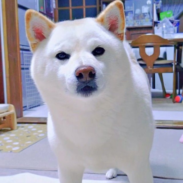 「カモメ眉」もチャームポイントのひとつ（画像提供：白柴犬はるさん）