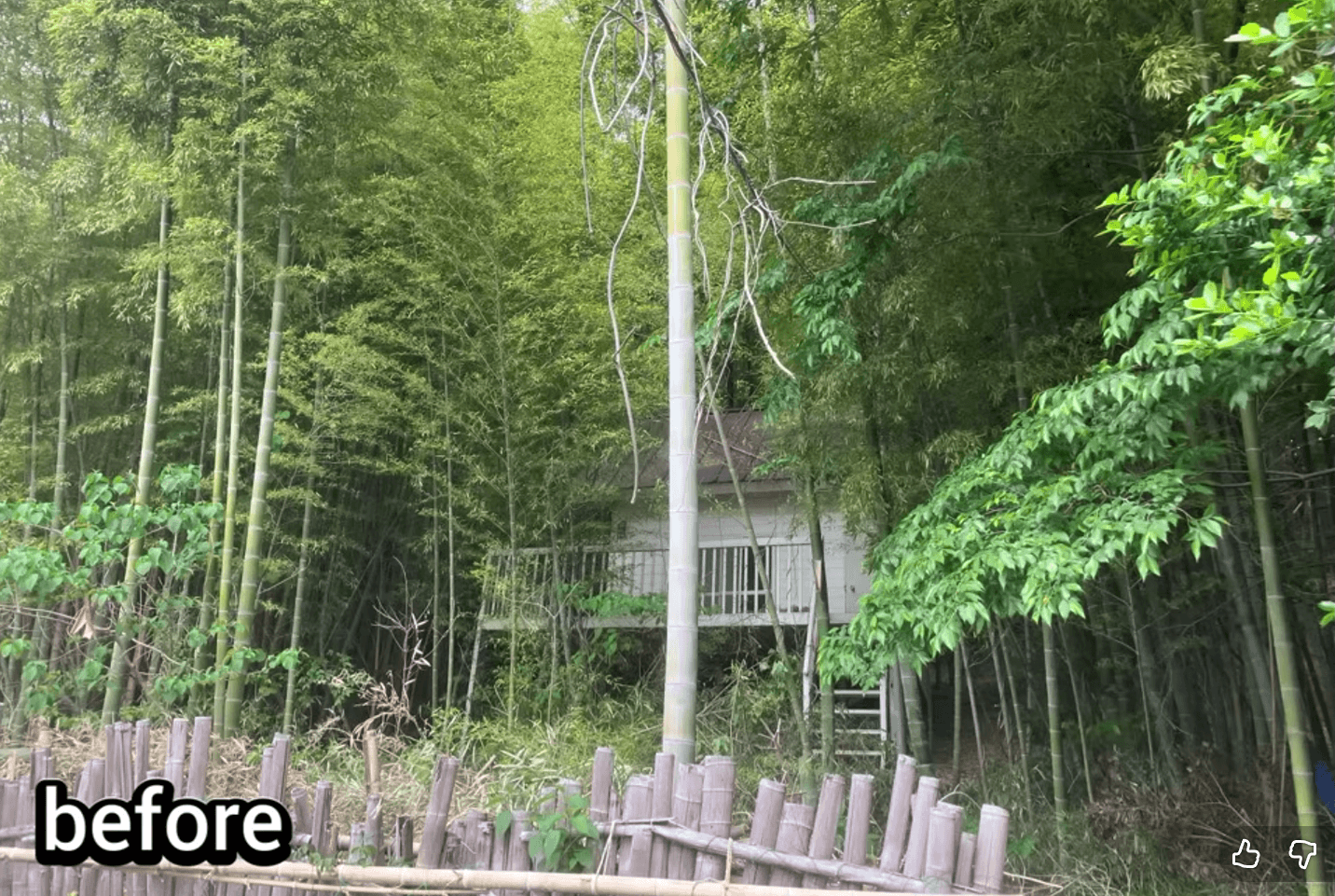 ビフォー。うっそうと竹が繁る（画像提供：梅鉢TMC)