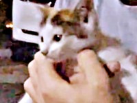 道路上で鳴いていた果生ちゃんを保護（画像提供：YouTubeチャンネル「三毛猫かなり」さん）