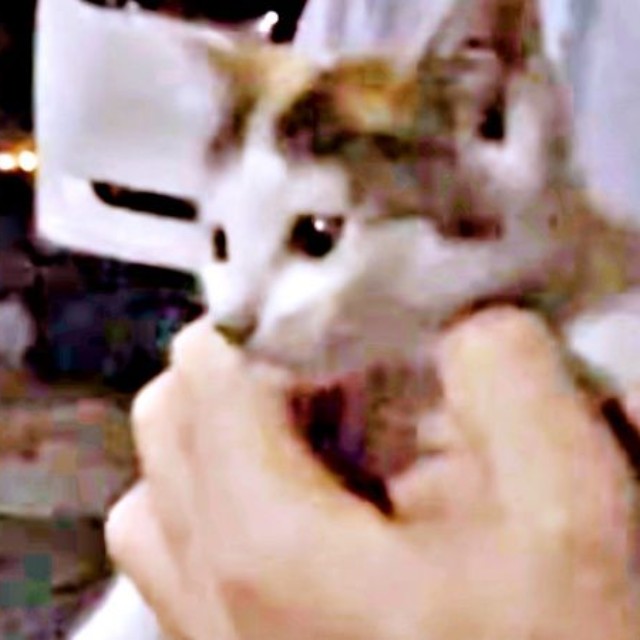 道路上で鳴いていた果生ちゃんを保護（画像提供：YouTubeチャンネル「三毛猫かなり」さん）