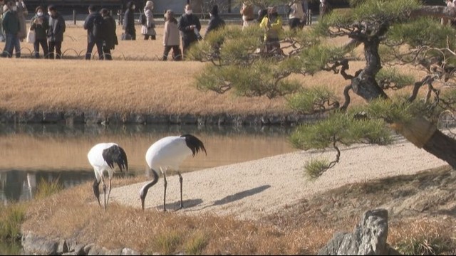 岡山後楽園　タンチョウの園内散策の日程を発表　優美な姿を楽しんで