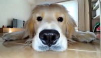 心晴ちゃんのドアップ！（「北関東の鷹ゴールデンレトリバーとの暮らし」さん提供、Xよりキャプチャ撮影）