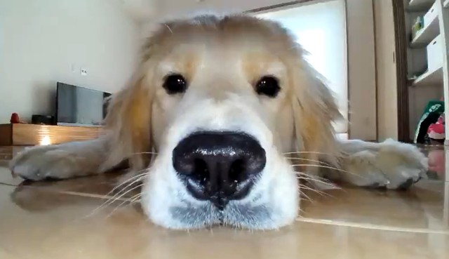 心晴ちゃんのドアップ！（「北関東の鷹ゴールデンレトリバーとの暮らし」さん提供、Xよりキャプチャ撮影）