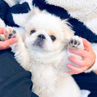 バンザーイ！ つぶらな瞳がキュートなぷんちくん（画像提供：ペキパグのぷんちさん）