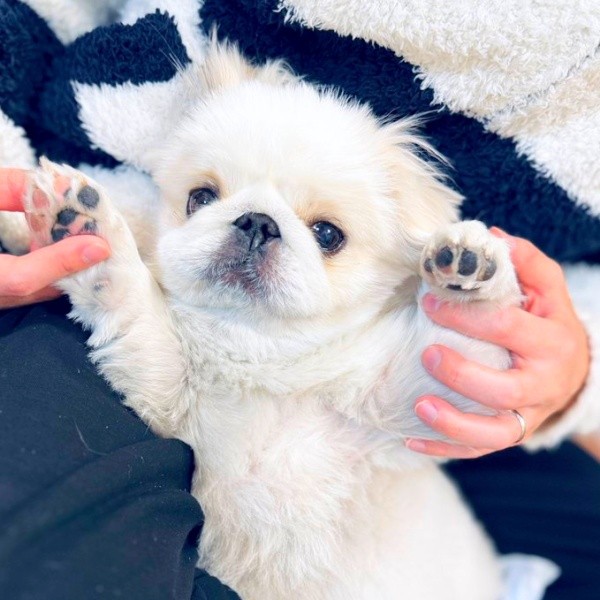 バンザーイ！ つぶらな瞳がキュートなぷんちくん（画像提供：ペキパグのぷんちさん）