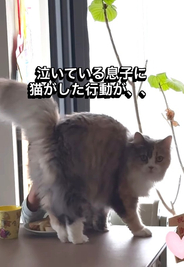 泣いている息子に猫がした行動とは…？（飼い主さん提供、Instagramよりキャプチャ撮影）