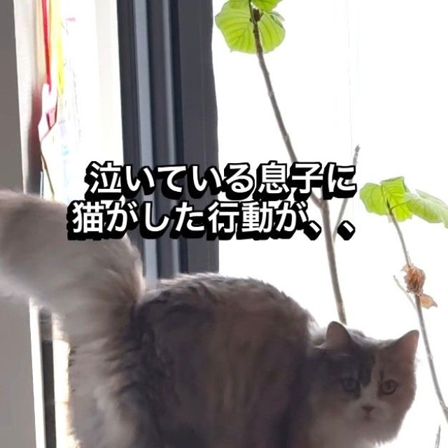 泣いている息子に猫がした行動とは…？（飼い主さん提供、Instagramよりキャプチャ撮影）