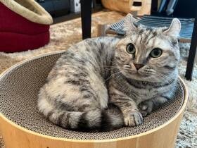 大好きなバリバリボウルを新調　「ヤッター！」とくつろぐご満悦なキンカロー「ロコ」