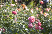 見頃を迎える秋バラ